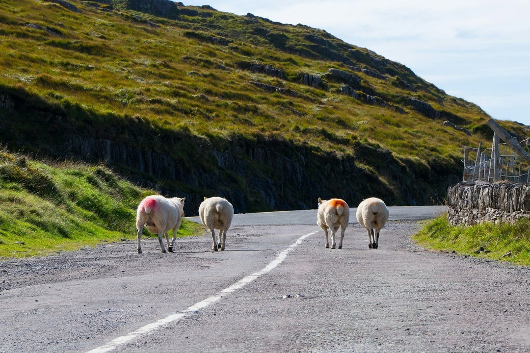 Four sheep on a small country road