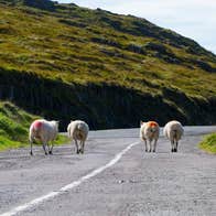 Four sheep on a small country road