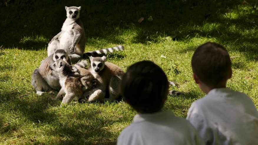 Two children looking at a family of lemurs at Fota Island Wildlife Park in County Cork.