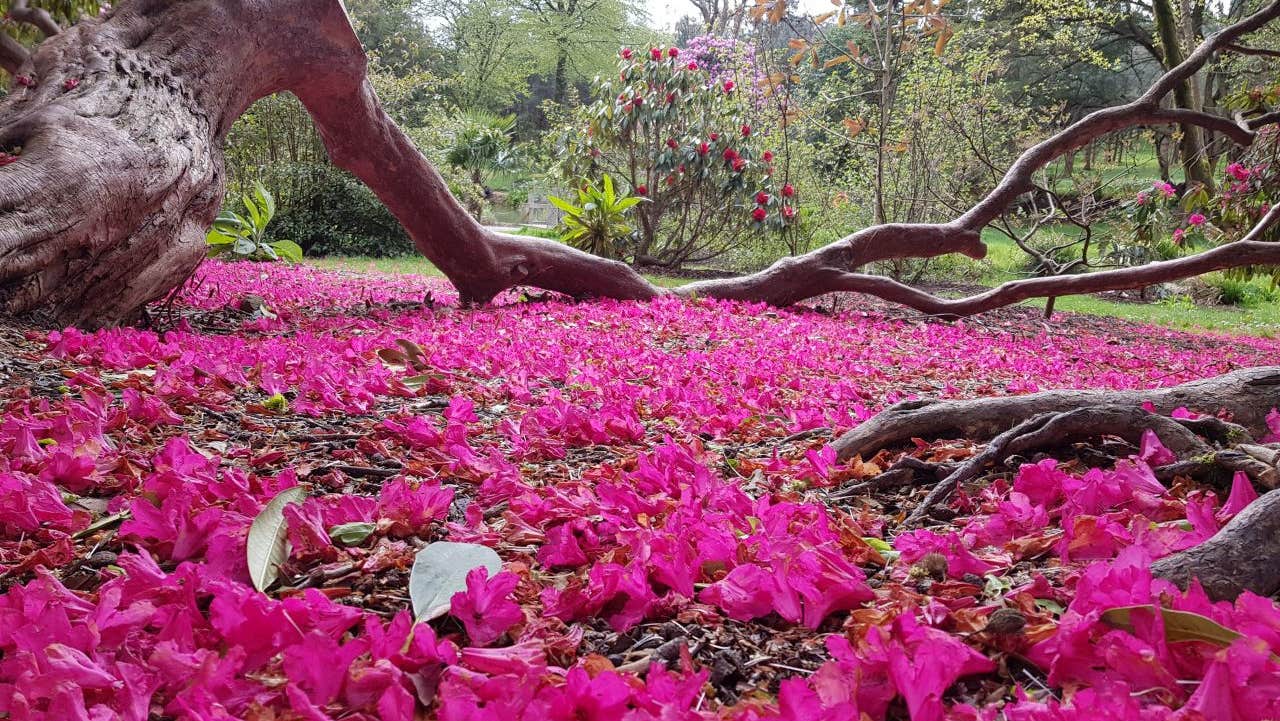 Fallen blossoms on garden floor