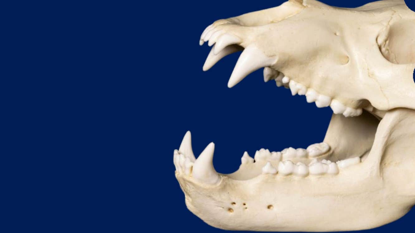 A brown bear skull (Ursus arctos)