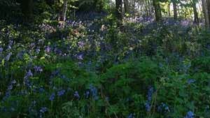 Bluebell walk on the Captions Walk