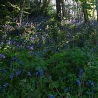 Bluebell walk on the Captions Walk