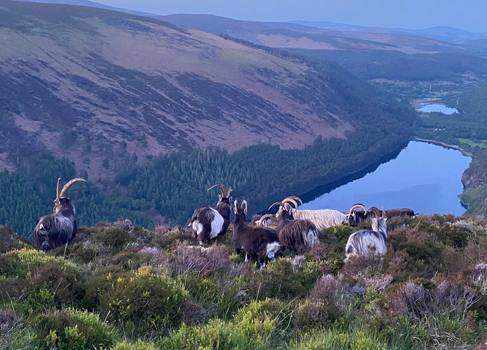 Wild mountain goats grazing in the Wicklow Mountains National Park