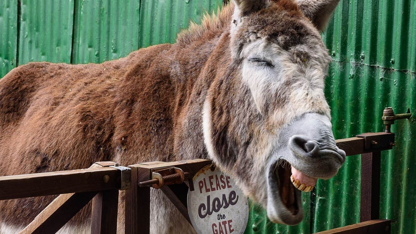 Donkey sticking his head over a wooden gate with a green shed to the right