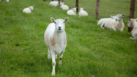 One sheep standing with others lying down in a green grassy field