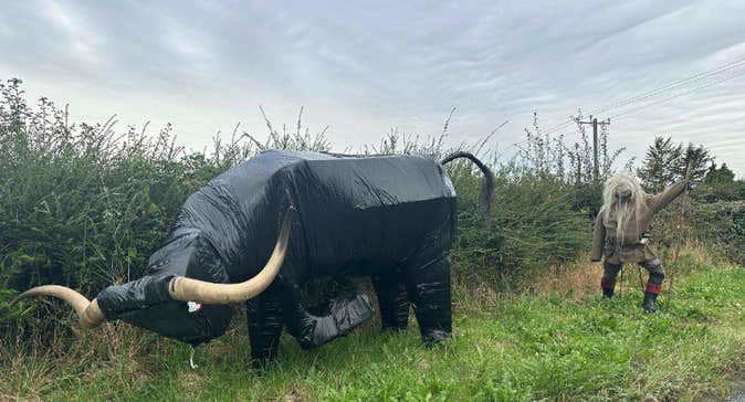Very Creative Scarecrow at multyfarnham competition, bull on side of road