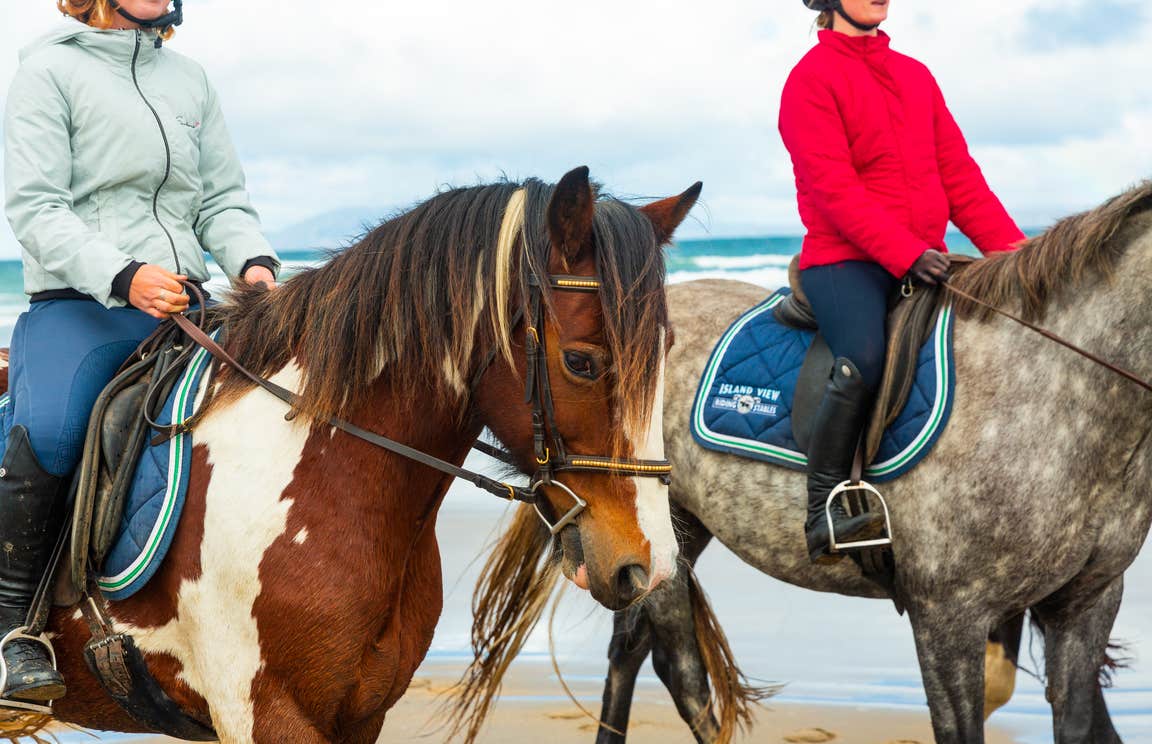 Horses on the beach in Sligo.