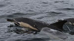 Blasket Islands Eco Marine Tours