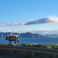 A sheep walking along a grassy ridge with a coastal view in the background