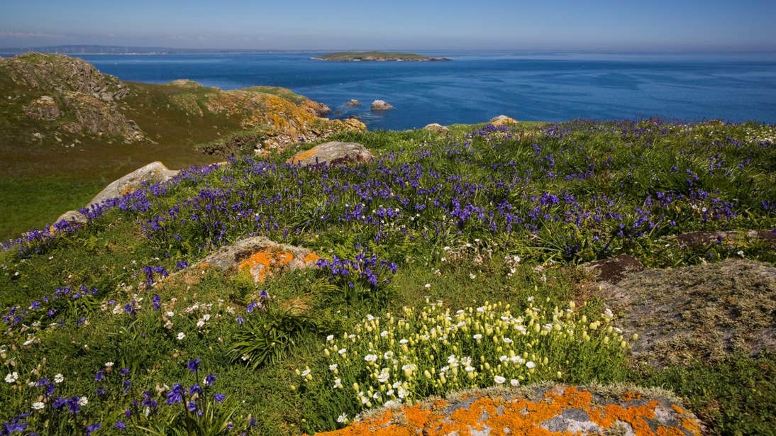 Flowers blooming on cliffs beside the sea on the Saltee Islands