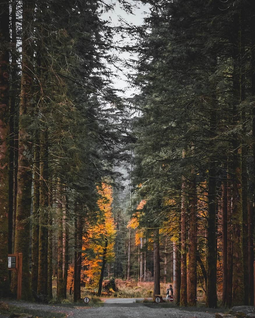 Gougane Barra Forest Park, Co. Cork