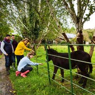 People petting donkeys at a farm in County Limerick