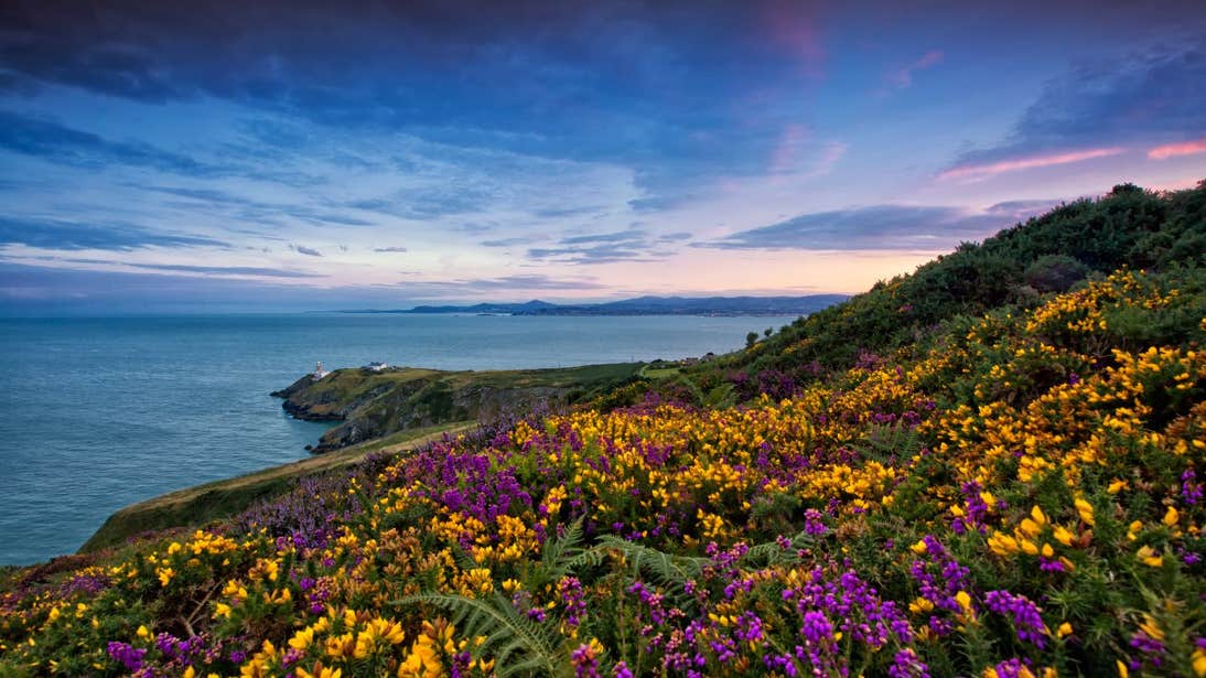 Flowers along the cliffs at Howth Head with sunset views in the background