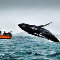 A whale rising up out of the water as a boat tour group watches