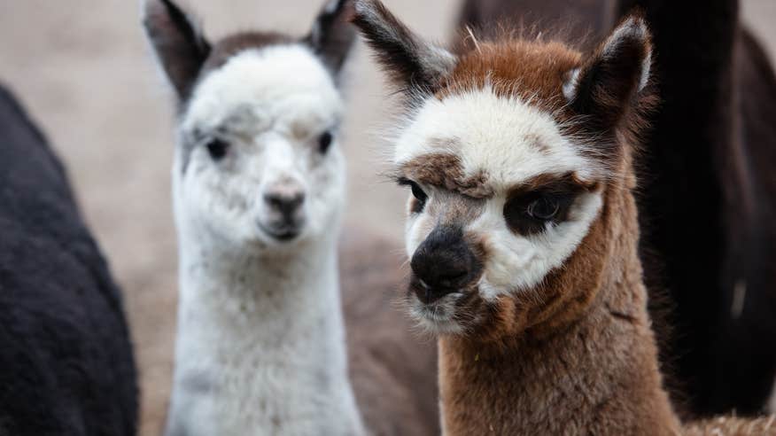Alpacas