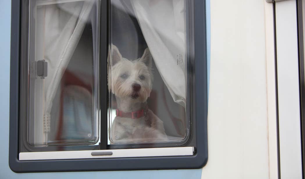 Dog looking out the window of a caravan at Clifden Eco Camping and Caravanning Park in Galway.