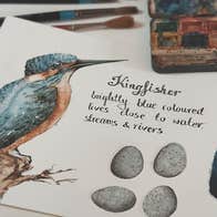 Beautiful drawing of a kingfisher in blue and red with text and eggs