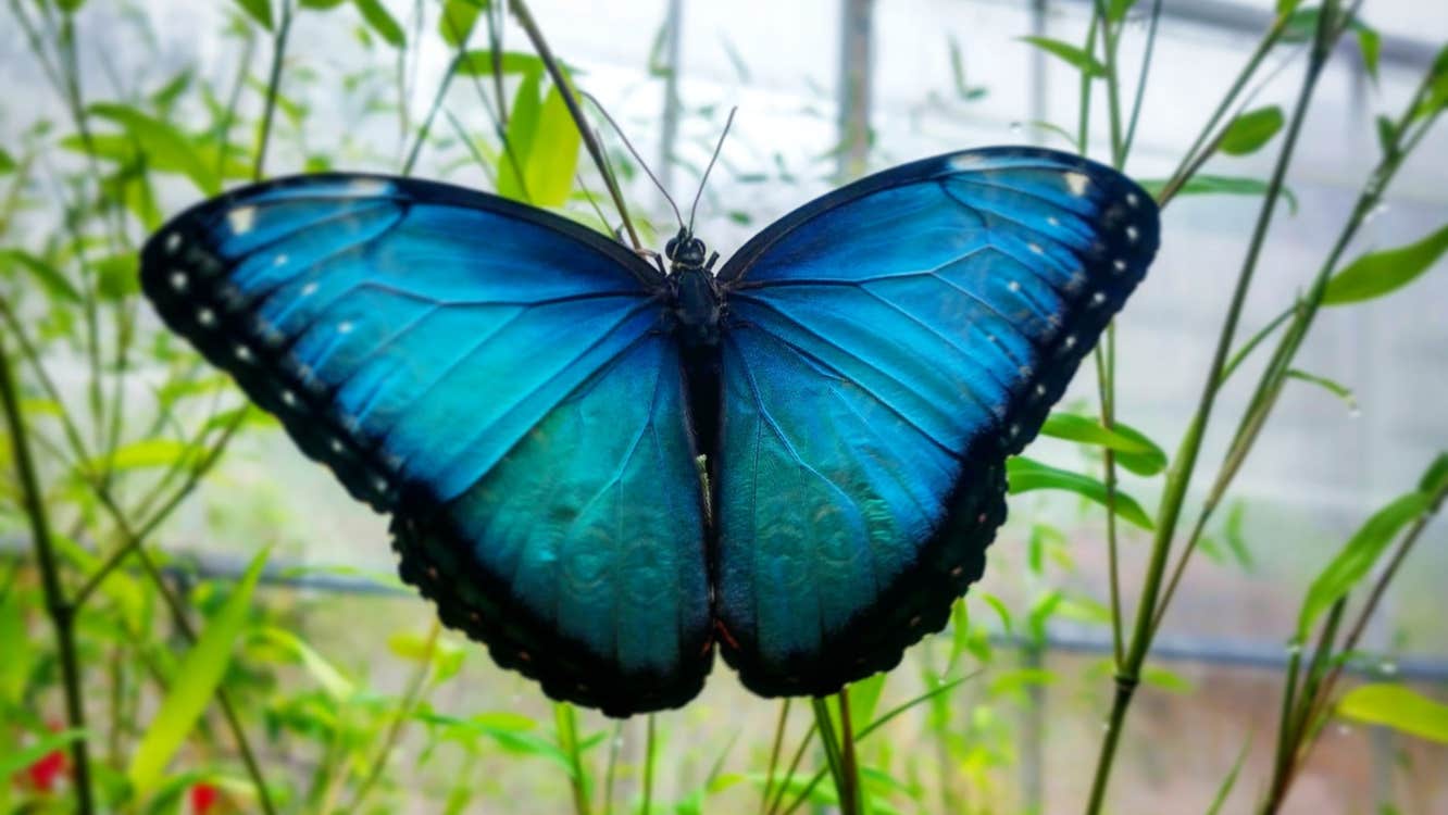 Blue butterfly resting on a plant stalk