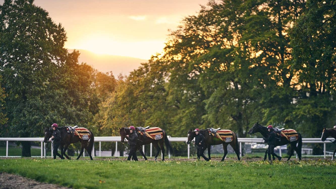 Horses with jockeys walking along side them holding their reins