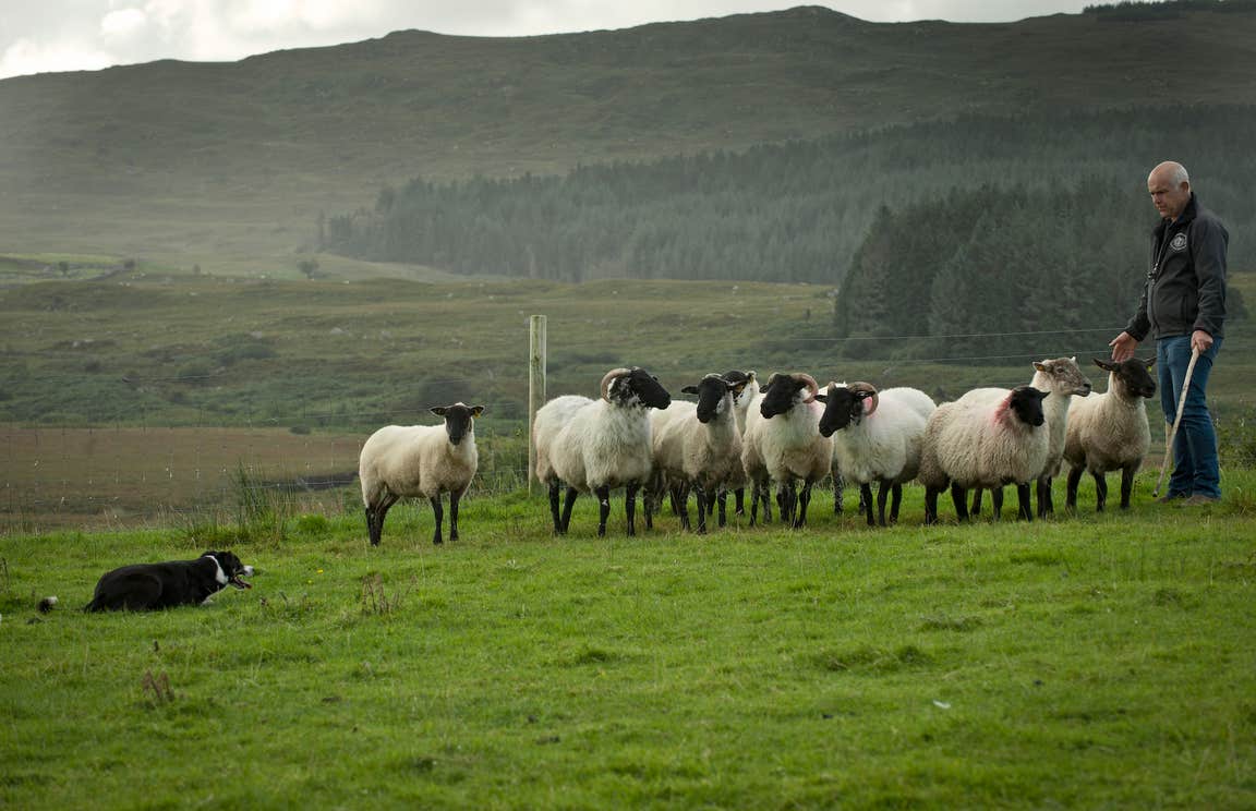 A farmer with his sheep and sheepdog at the Glengowla Mines & Family Farm Experience in Co Galway
