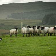 A farmer with his sheep and sheepdog at the Glengowla Mines & Family Farm Experience in Co Galway