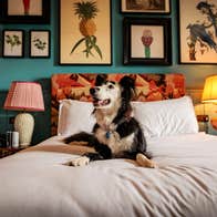 A dog sitting on a bed at Glasson Lakehouse, Co Westmeath