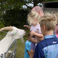 A family feeding a large white goat