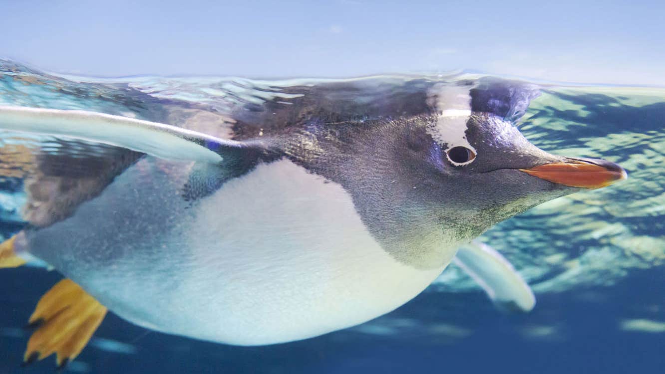A Gentoo penguin swimming under the water