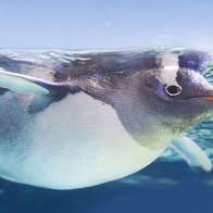 A Gentoo penguin swimming under the water