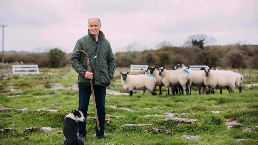 A sheep handler at the Caherconnell Stone Fort and Sheepdog Demonstrations, Co Clare