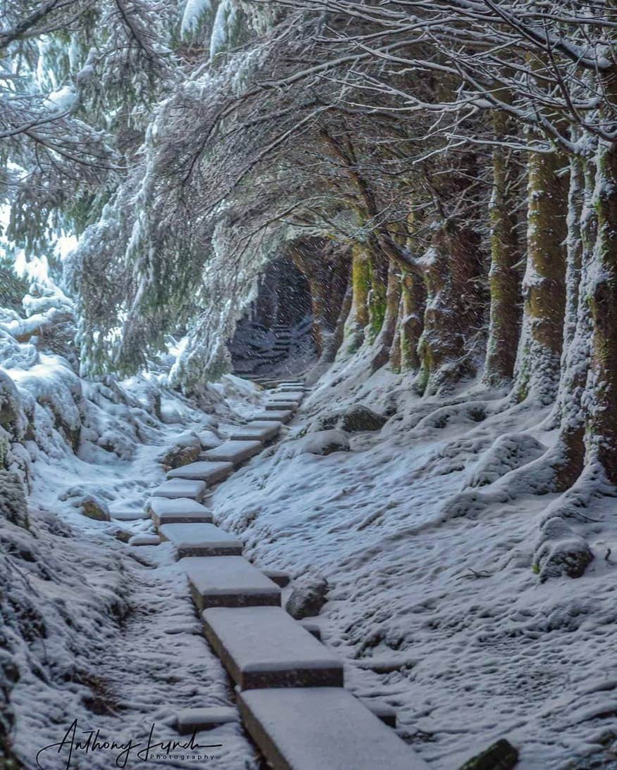 Steps up at Ballinastoe Sli covered in snow with trees overarching and also covered in snow.