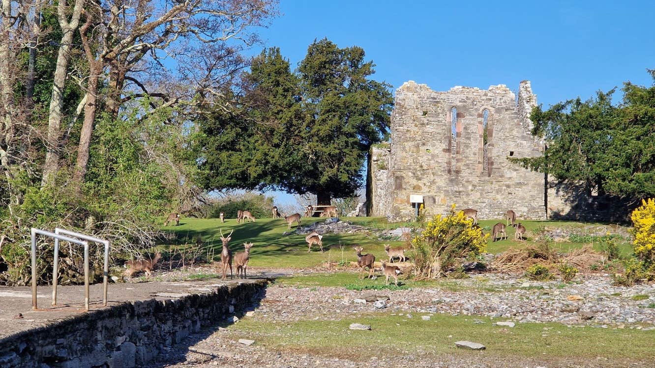 Deer in a field by a stone pier with ruins in the background