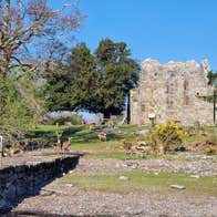 Deer in a field by a stone pier with ruins in the background