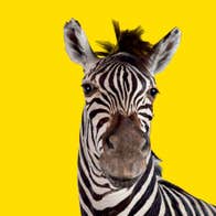 Zebra on yellow background