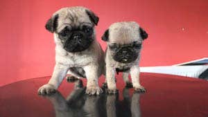 Kennedy's All-Weather Pet Farm & Playgrounds