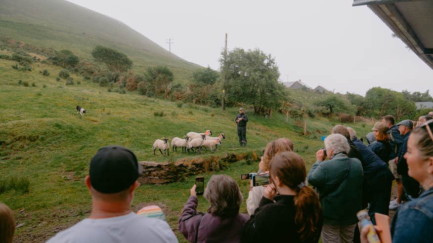 A group of people watching a shepherd and a Border Collie herding a her of sheep at Caitin's Pub in County Kerry.
