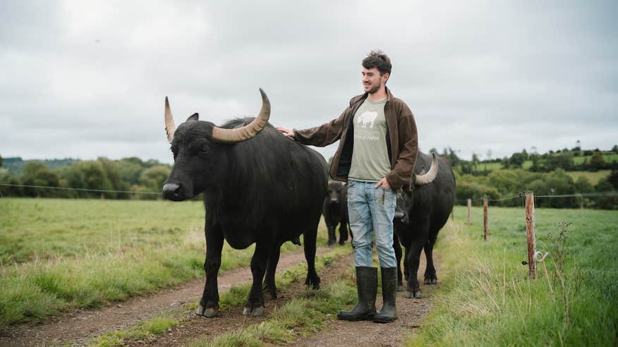 Water buffalo and a farmer at the Macroom Buffalo Farm in Macroom, Co Cork