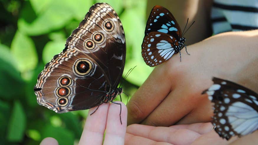 Three butterflies resting on people's hands in the Cambridge Glasshouse at Malahide Castle and Gardens, Dublin