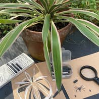 Drawing for Families: Garden Exploration through Drawing