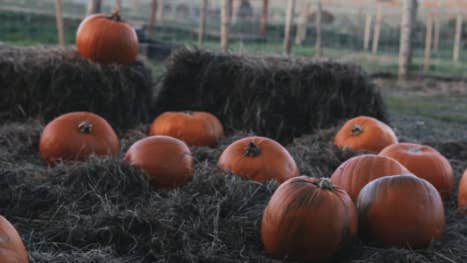 Pumpkin Patch at Murtagh Organic Farm
