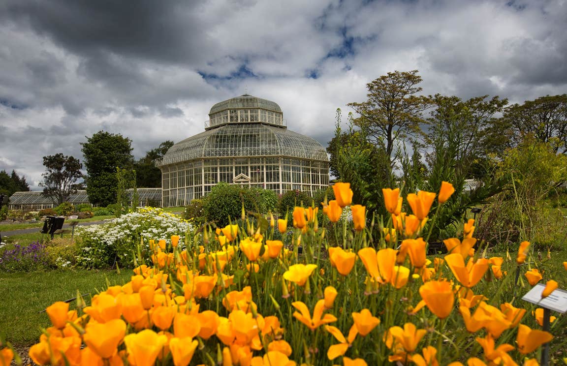 Orange flowers outside the National Botanic Gardens, Glasnevin, Dublin