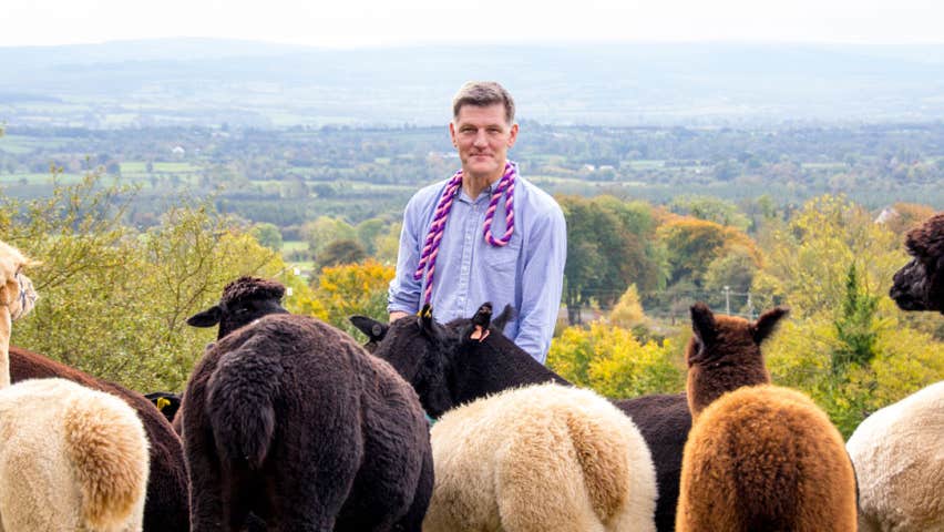 A man standing with alpacas on the K2alpacas farm