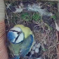 Blue tit bird box live streaming from the Organic Centre, Leitrim as build up for Biodiversity Week,