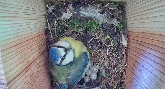 Blue tit bird box live streaming from the Organic Centre, Leitrim as build up for Biodiversity Week,