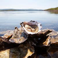 Image of DK Connemara Oysters Farm Tour