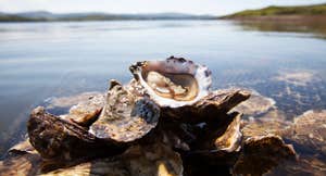 Some DK Connemara Oysters on a rock by the water's edge in County Galway.