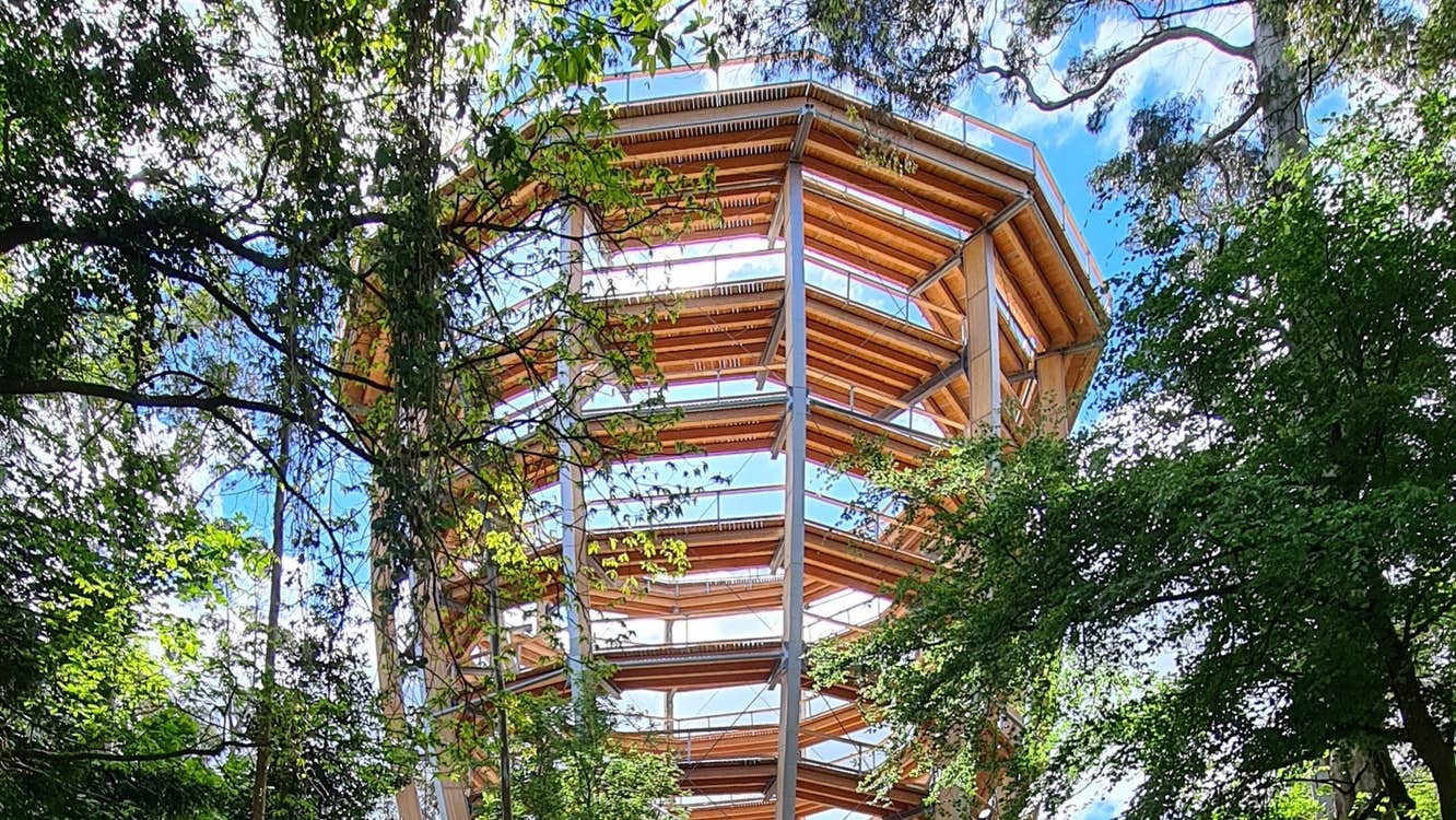 The treetop walk viewing tower at Beyond The Trees Avondale