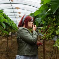 Person standing in a polytunnel tasting strawberries straight from the vine