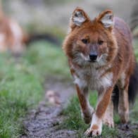 A picture of a brown wolf type animal walking along a track
